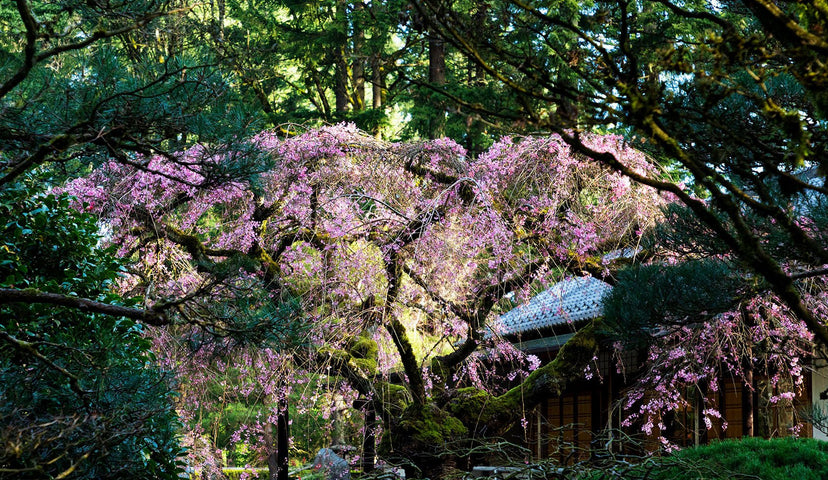 Portland Japanese Garden - Snow Peak